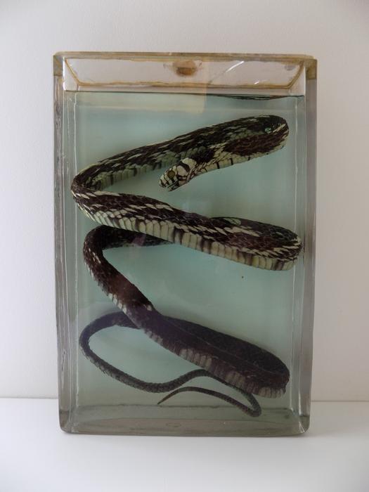 Spilotes pullatus Linnaeus, 1758