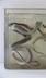 Chironius grandisquamis (Peters, 1869)