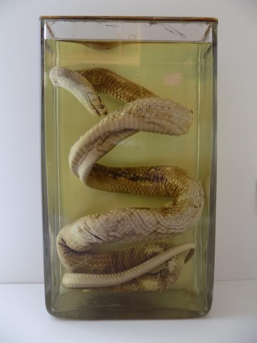 Naja haje (Linnaeus, 1758)