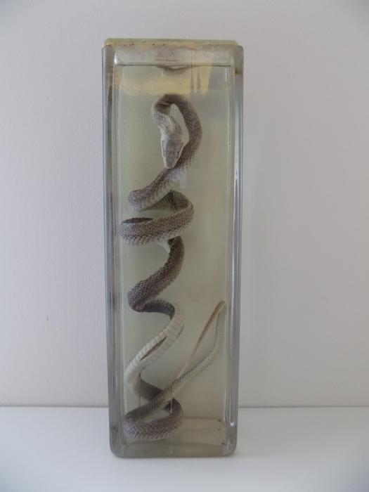 Zamenis longissimus (Laurenti, 1768)