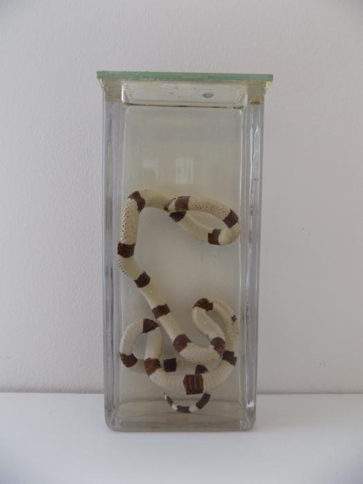 Micrurus fulvius (Linnaeus, 1766)