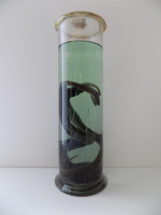 Vipera aspis (Linnaeus, 1758)