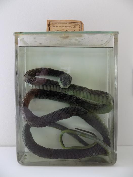 Micrurus corallinus (Merrem, 1820)