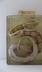 Python regius (Shaw, 1802)