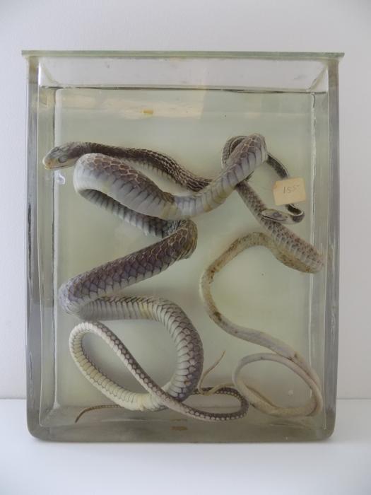 Chironius grandisquamis (Peters, 1869)