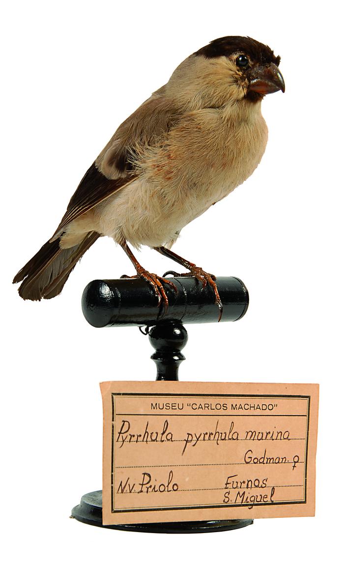 Pyrrhula murina Godman, 1866