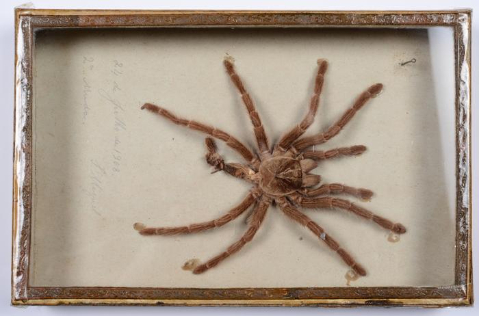 Avicularia avicularia (Linnaeus, 1758)