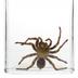 Avicularia avicularia (Linnaeus, 1758)