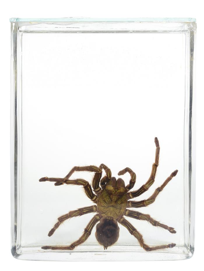 Avicularia avicularia (Linnaeus, 1758)