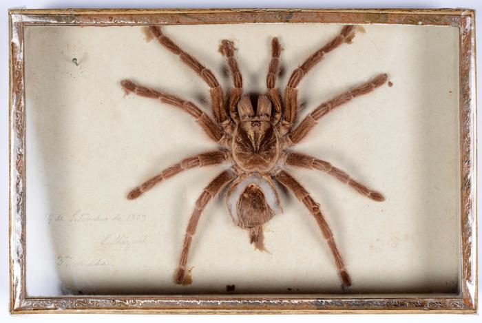 Avicularia avicularia (Linnaeus, 1758)