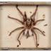Avicularia avicularia (Linnaeus, 1758)