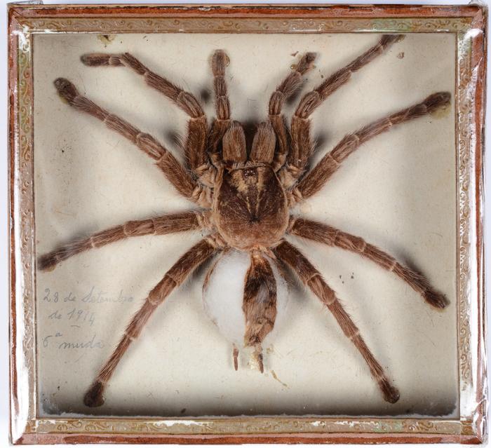 Avicularia avicularia (Linnaeus, 1758)