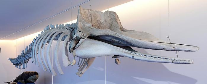 Physeter macrocephalus Linnaeus, 1758