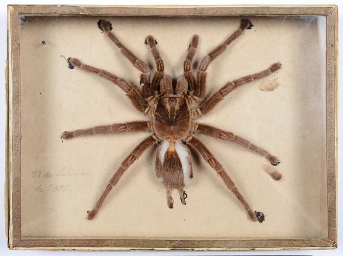 Avicularia avicularia (Linnaeus, 1758)