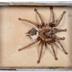 Avicularia avicularia (Linnaeus, 1758)