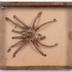 Avicularia avicularia (Linnaeus, 1758) 