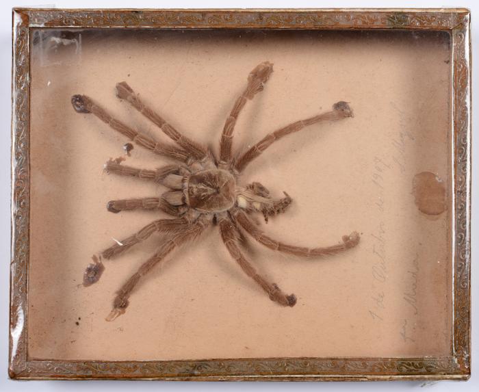 Avicularia avicularia (Linnaeus, 1758) 