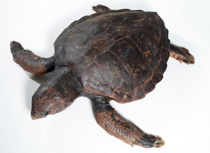 Chelonia mydas (Linnaeus, 1758)