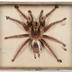 Avicularia avicularia (Linnaeus, 1758)