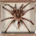 Avicularia avicularia (Linnaeus, 1758)