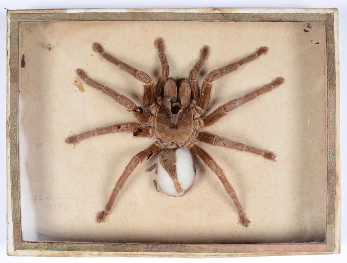 Avicularia avicularia (Linnaeus, 1758)
