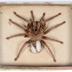 Avicularia avicularia (Linnaeus, 1758)