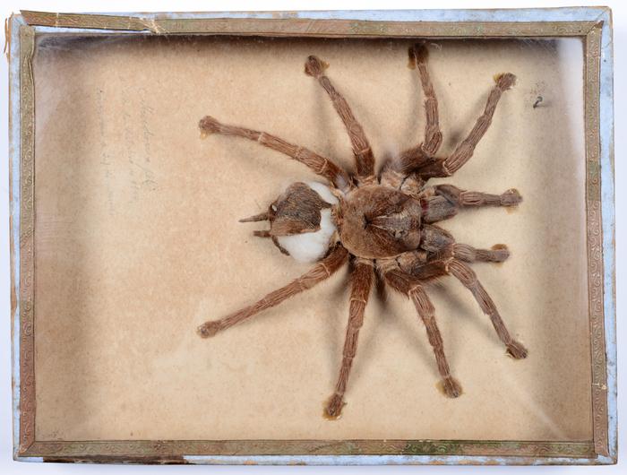 Avicularia avicularia (Linnaeus, 1758)