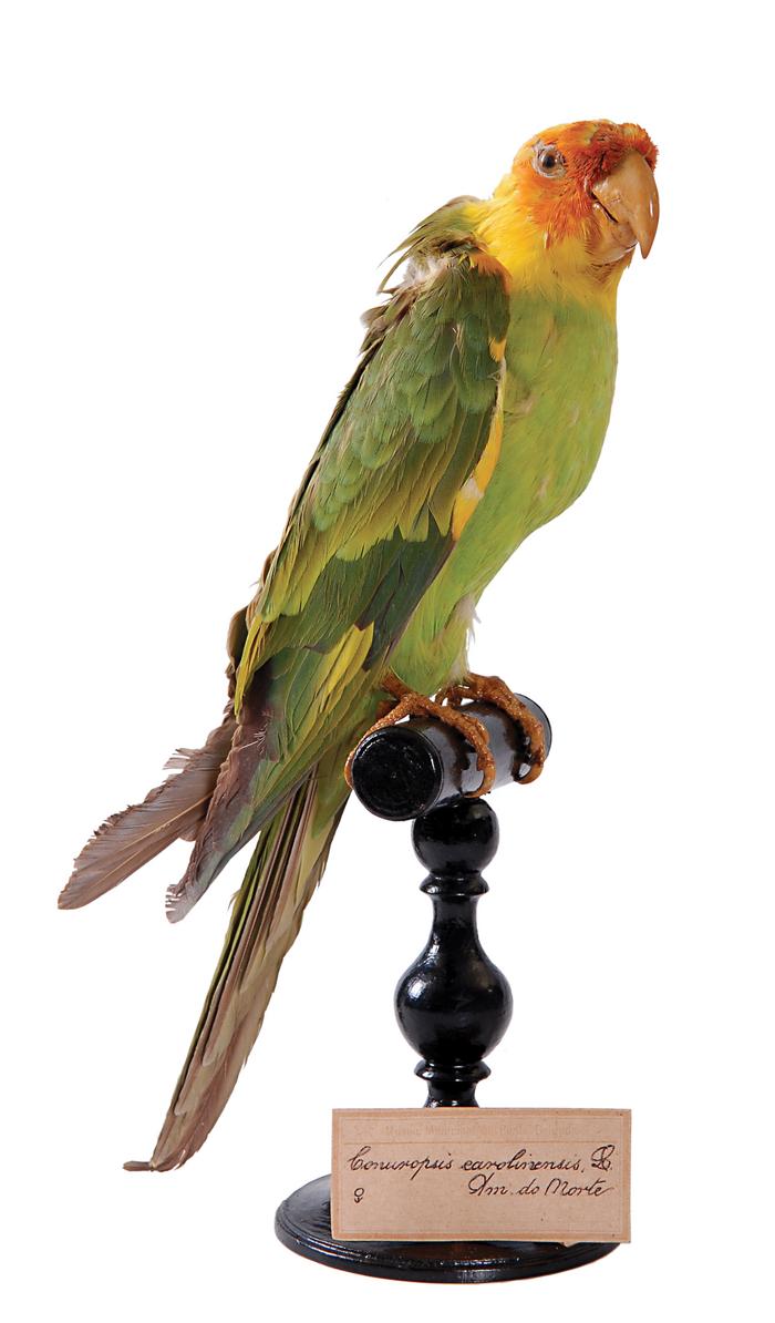 Conuropsis carolinensis (Linnaeus, 1758) 