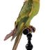 Conuropsis carolinensis (Linnaeus, 1758) 
