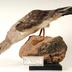 Calonectris borealis (Cory, 1881) 