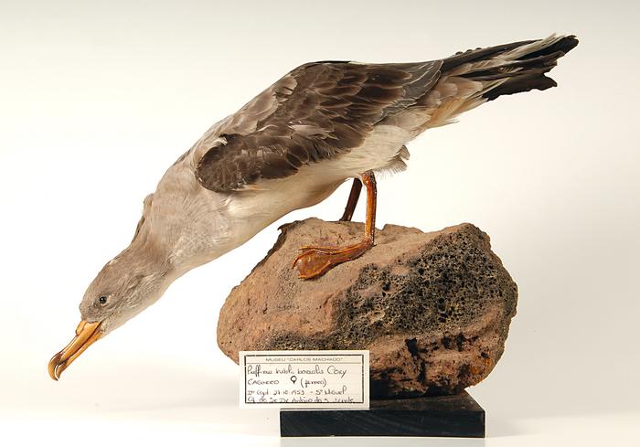 Calonectris borealis (Cory, 1881) 