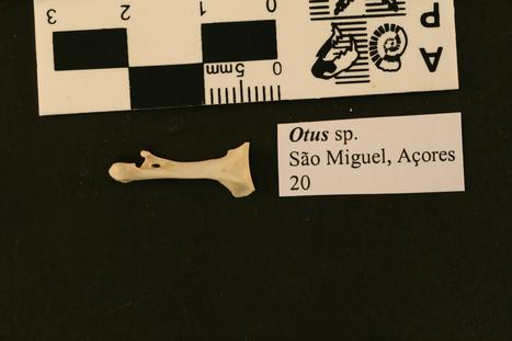 Otus frutuosoi Rando et al., 2013