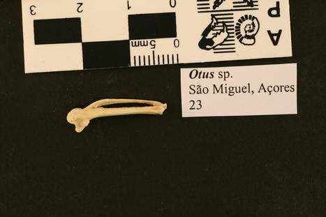 Otus frutuosoi Rando et al., 2013