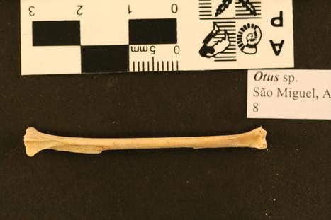 Otus frutuosoi Rando et al., 2013