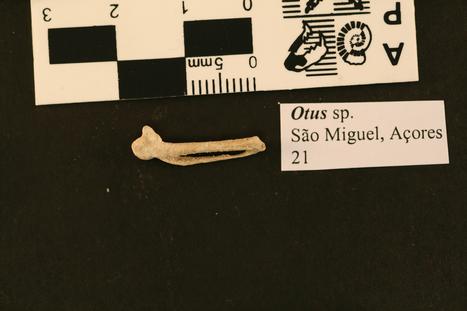 Otus frutuosoi Rando et al., 2013