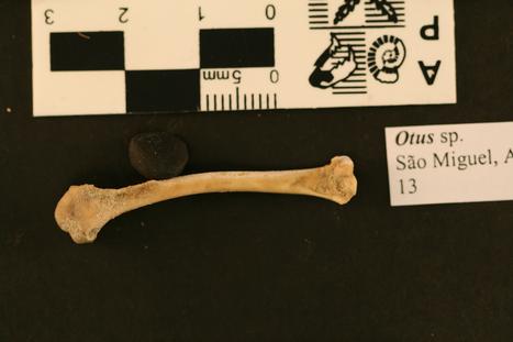 Otus frutuosoi Rando et al., 2013