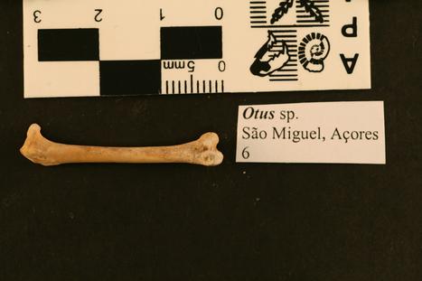 Otus frutuosoi Rando et al., 2013