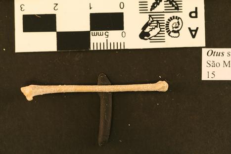 Otus frutuosoi Rando et al., 2013