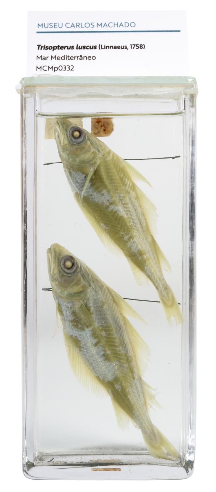 Trisopterus luscus (Linnaeus, 1758) [Frasco - 2 exemplares]