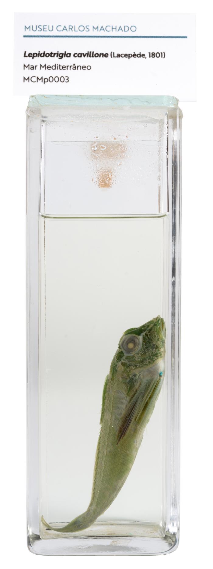 Lepidotrigla cavillone (Lacepède, 1801)