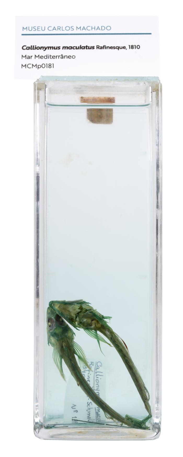 Callionymus maculatus Rafinesque, 1810 [Frasco - 2 exemplares]