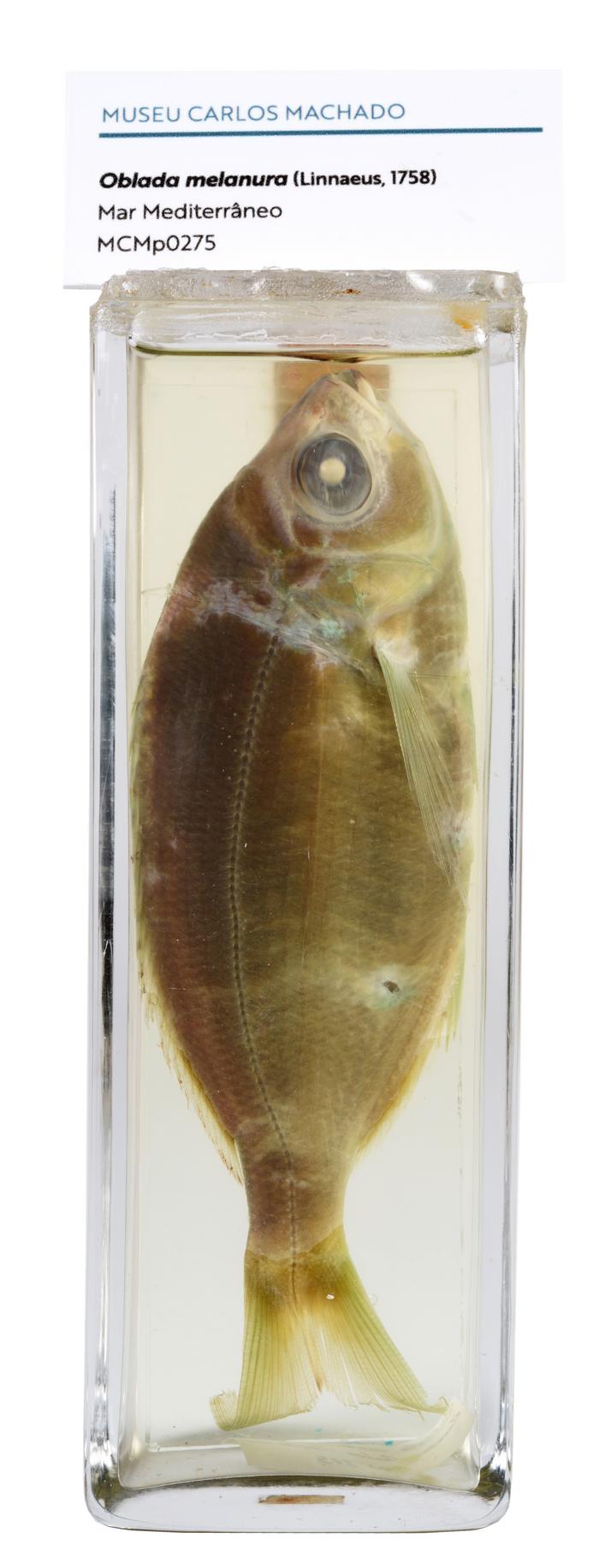 Oblada melanura (Linnaeus, 1758)