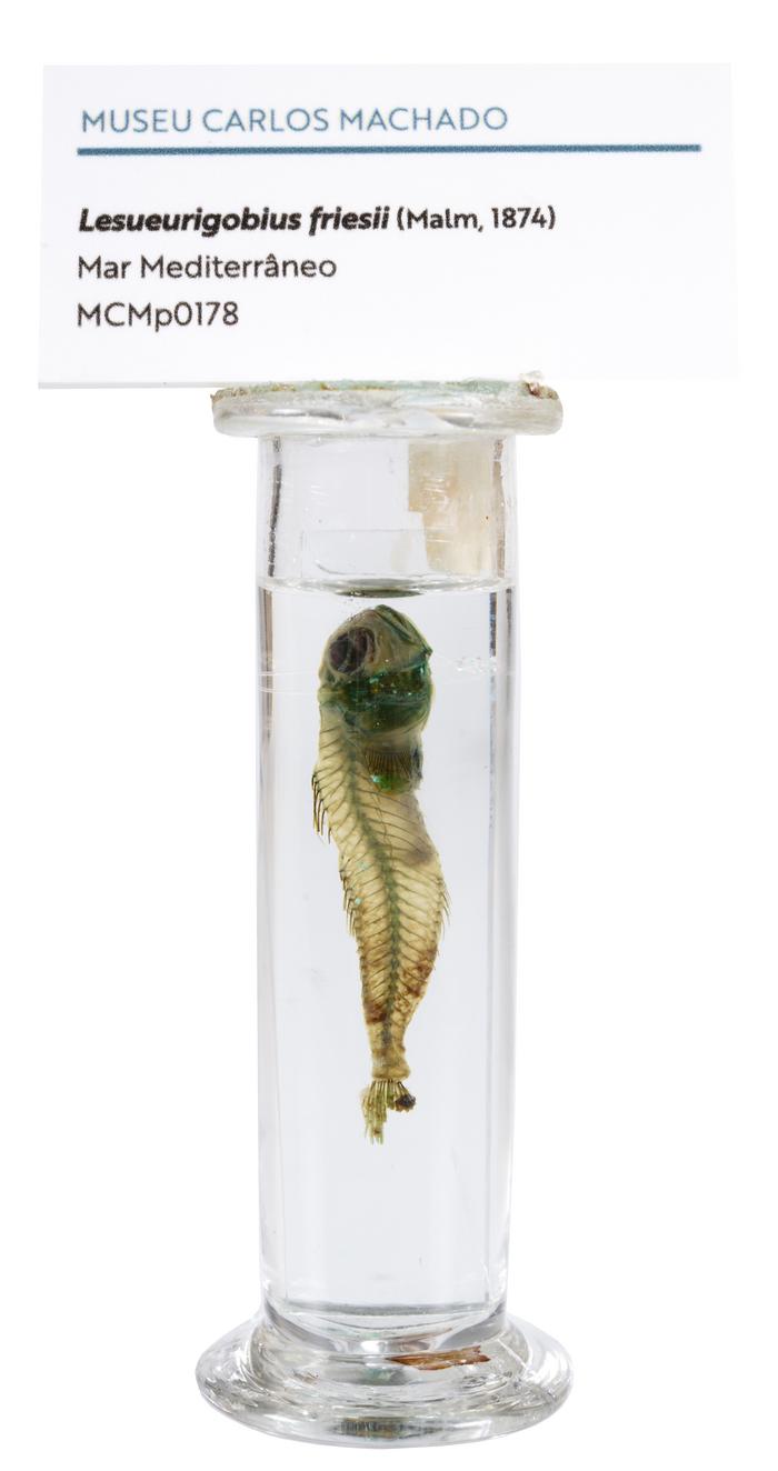 Lesueurigobius friesii (Malm, 1874)