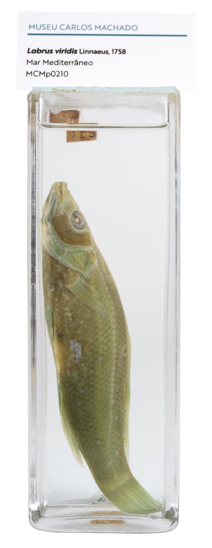 Labrus viridis Linnaeus, 1758