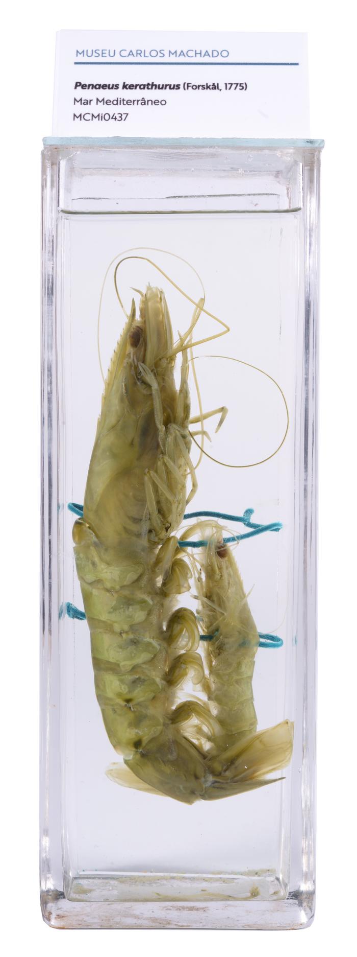 Penaeus kerathurus (Forskål, 1775)