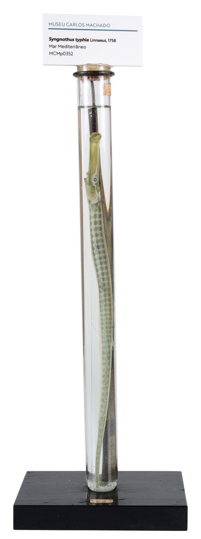 Syngnathus typhle Linnaeus, 1758