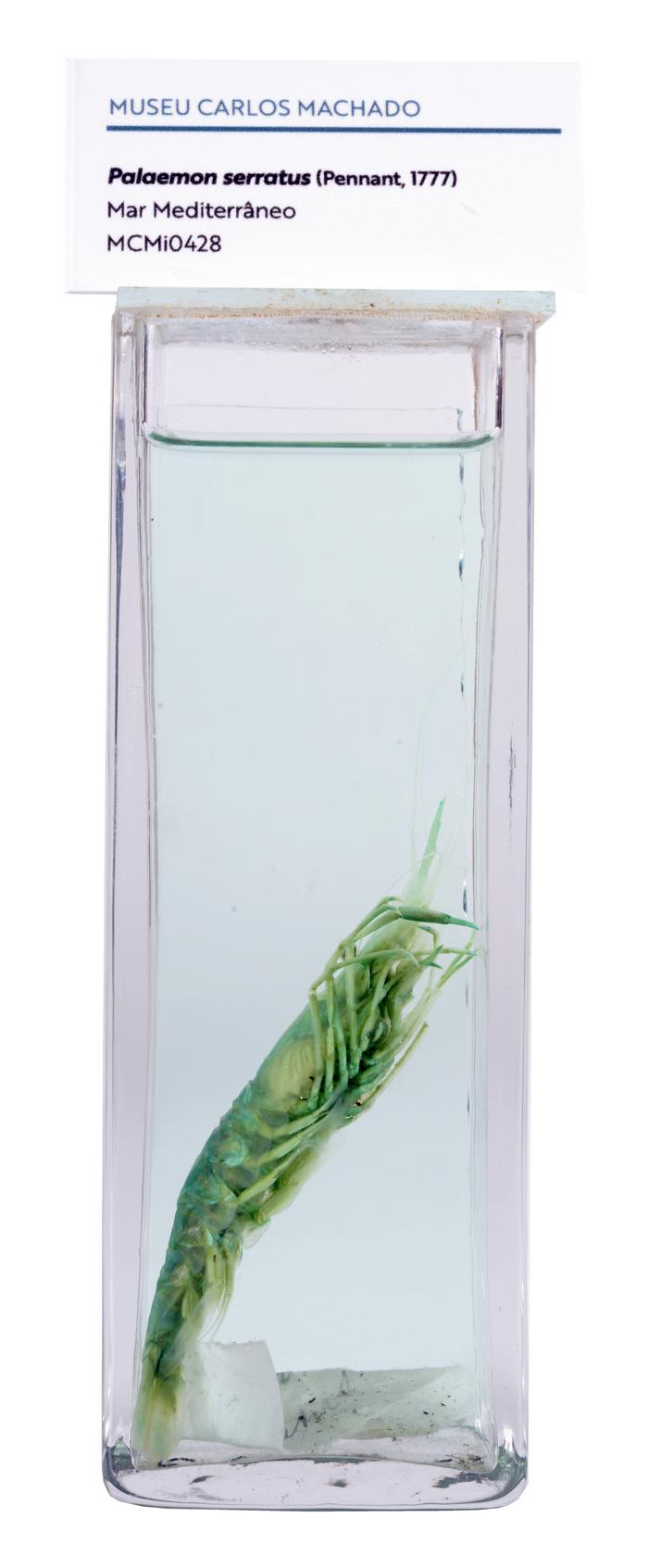 Palaemon serratus (Pennant, 1777)