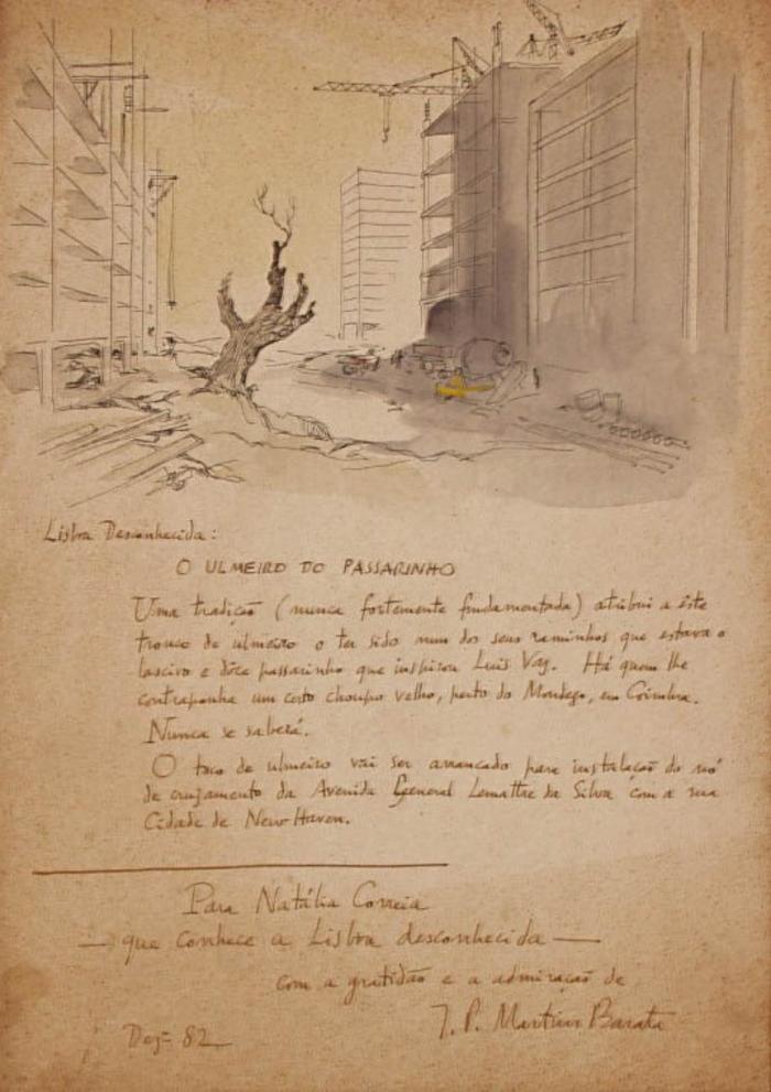 O Ulmeiro do Passarinho (Lisboa Desconhecida)