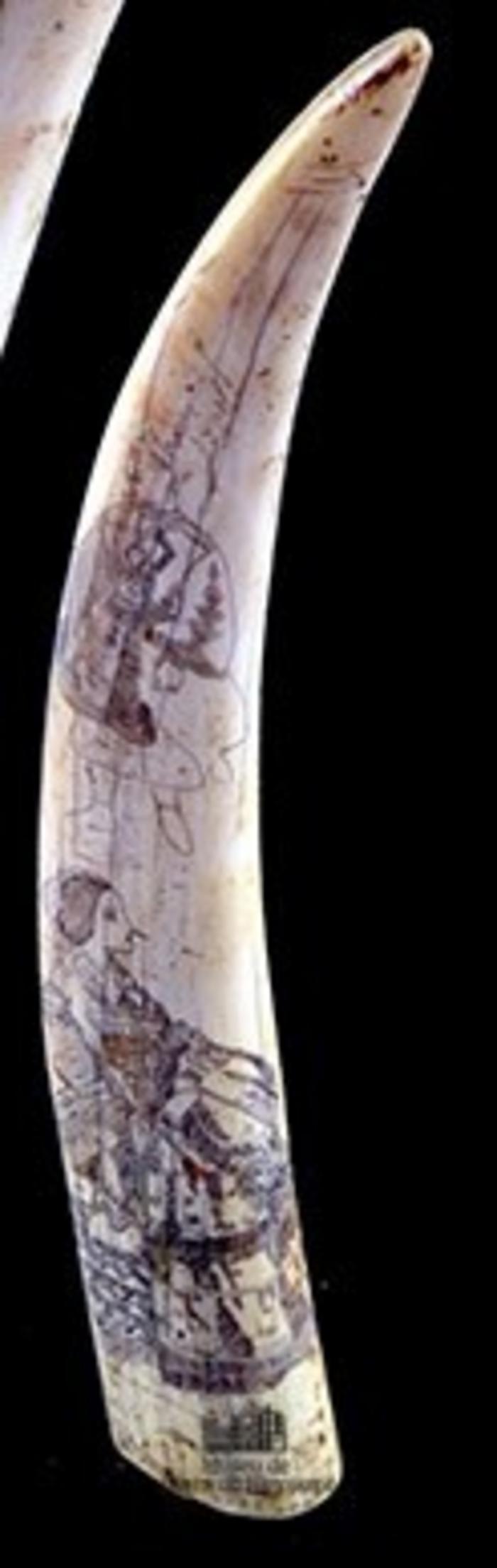 Dente de Morsa