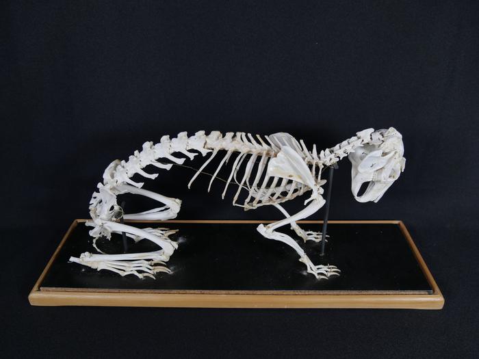 Coelho-bravo (Oryctolagus cuniculus L.)